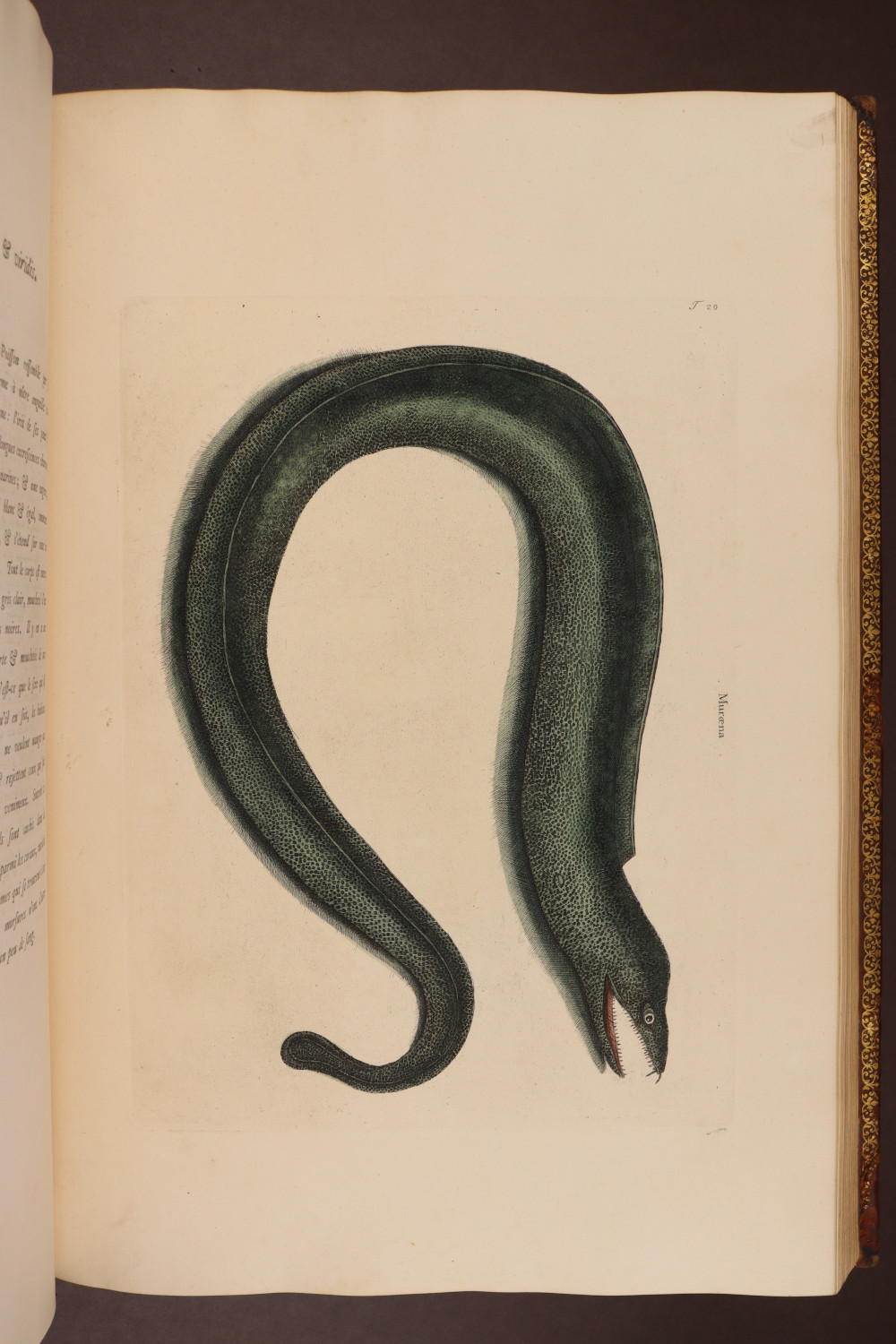 Plate 20
